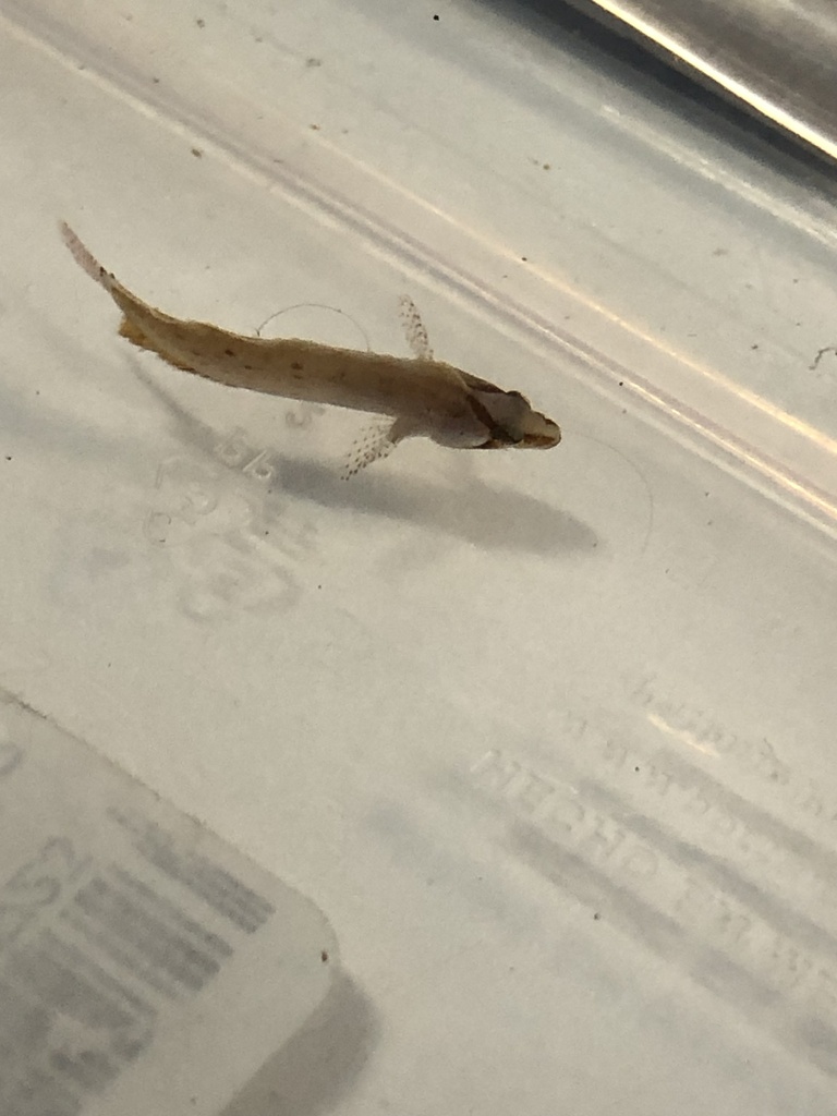 Pink blenny (Paraclinus beebei) — Labrisomidae