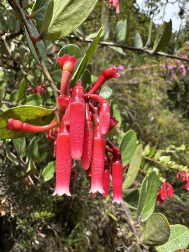 Image of Macleania rupestris by (c) Matt Berger, some rights reserved (CC BY)