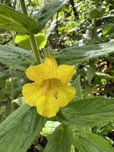 Hemichaena fruticosa, photograph 5