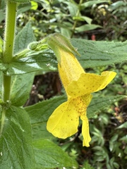 Hemichaena fruticosa, photograph Matt Berger, CC BY, iNaturalist via GBIF