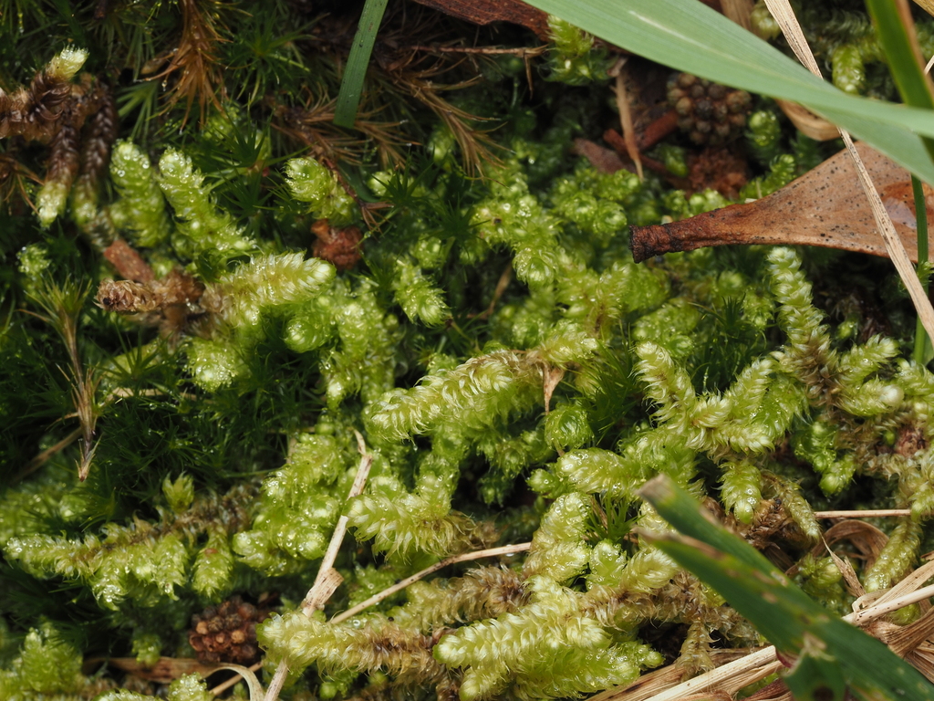 Ectropothecium decurrens