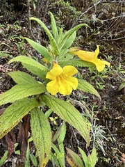 Hemichaena fruticosa, photograph Matt Berger, CC BY, iNaturalist via GBIF