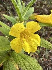 Hemichaena fruticosa, photograph Matt Berger, CC BY, iNaturalist via GBIF