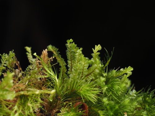 Plagiochila conduplicata, 2024-12-15