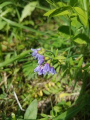 Polemonium californicum