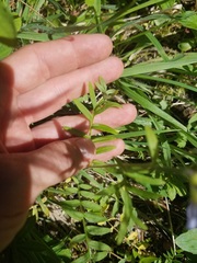 Polemonium californicum