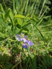 Polemonium californicum