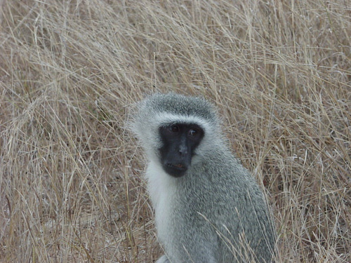 Cercopiteco verde (Chlorocebus pygerythrus)