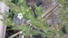 Erythranthe parishii