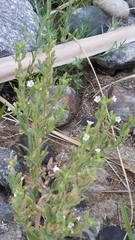 Erythranthe parishii