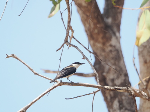 Banded Honeyeater (Cissomela pectoralis), photo 3