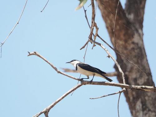 Banded Honeyeater (Cissomela pectoralis), photo 4