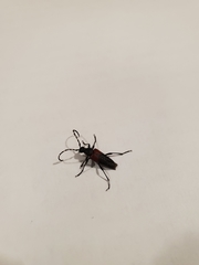 Stictoleptura canadensis