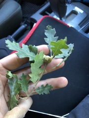 Quercus × macdonaldii