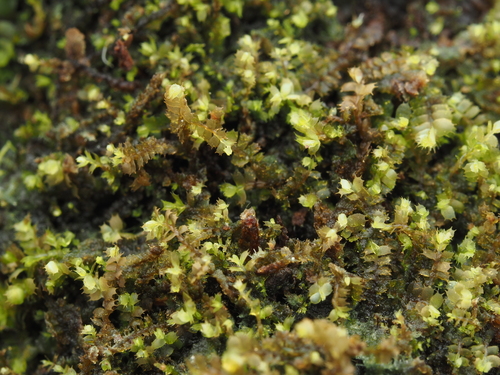 Plagiochila gracillima observed 2024-12-15