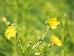 Hieracium longipilum