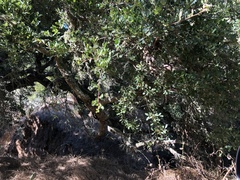 Quercus × macdonaldii