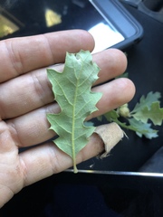 Quercus × macdonaldii