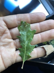 Quercus × macdonaldii