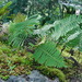 Pleopeltis guttata - Photo (c) Jose Luis Leon de la Luz, some rights reserved (CC BY-NC), uploaded by Jose Luis Leon de la Luz