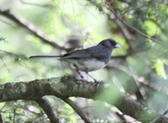 Junco hyemalis carolinensis