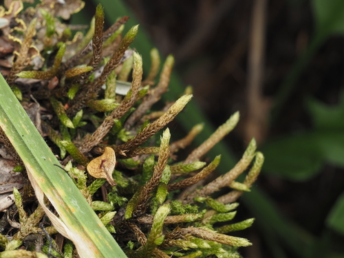Palamocladium wilkesianum observed 2024-12-15