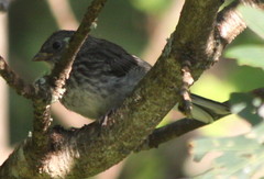 Junco hyemalis carolinensis