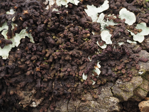 Frullania sandvicensis observed 2024-12-15