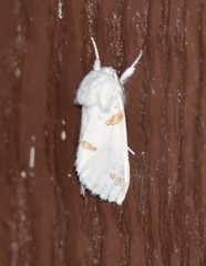 Euerythra trimaculata