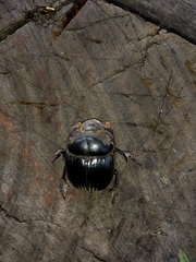 Dichotomius colonicus