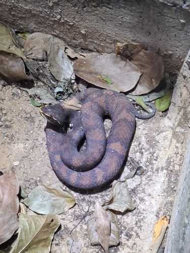 Photo of a Gloyd's Moccasin (Agkistrodon howardgloydi)