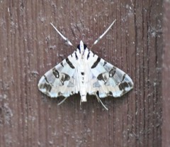 Conchylodes salamisalis