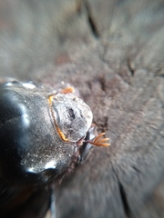 Dichotomius colonicus