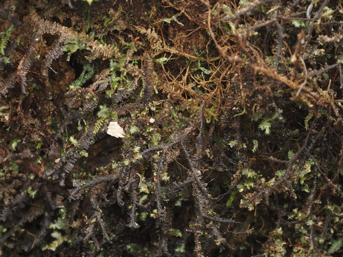 Bazzania didericiana