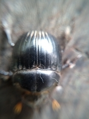 Dichotomius colonicus