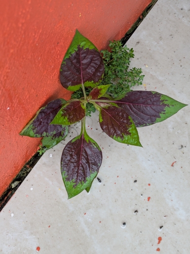 Amaranto Rojo