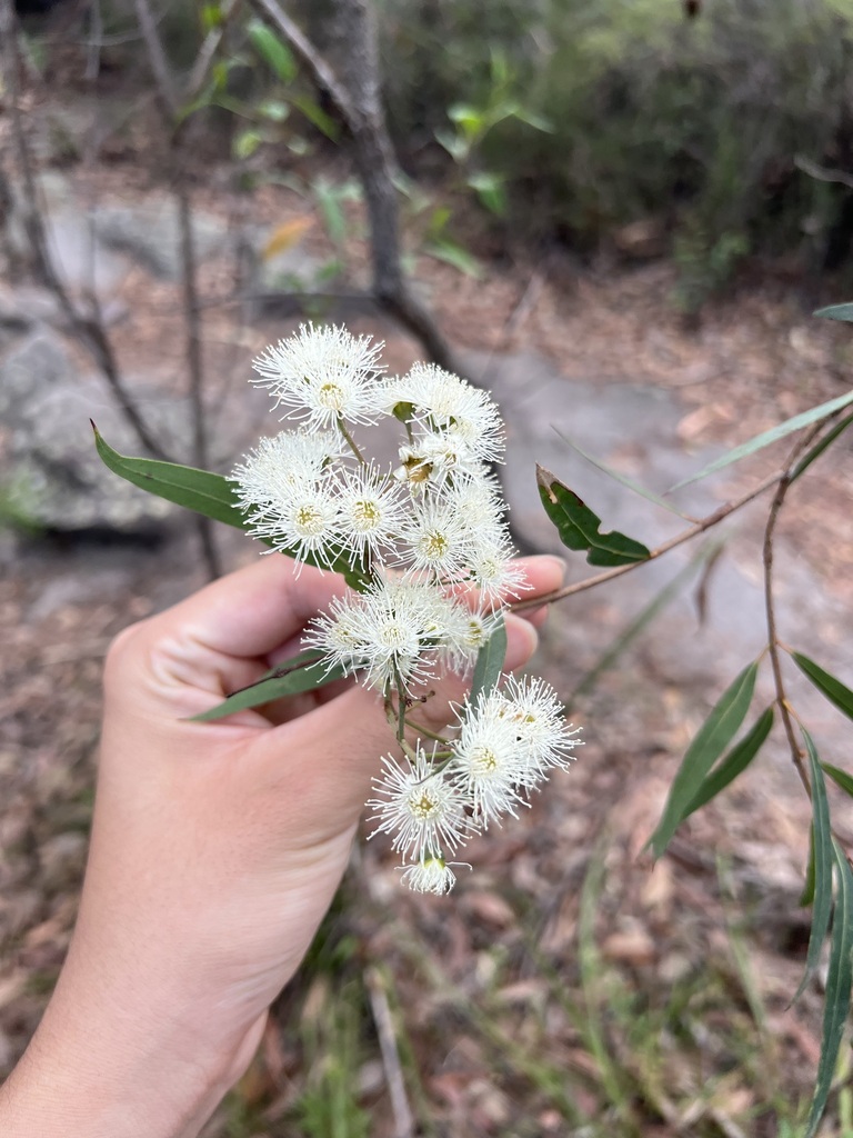 Angophora bakeri botanical reference