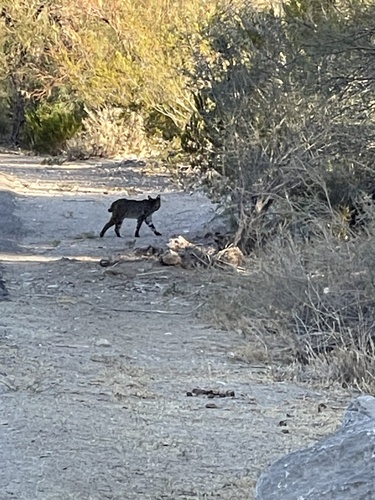 iNaturalist observation 2024-12-19
