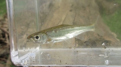 Notropis telescopus