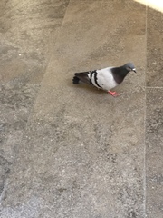 Columba livia domestica