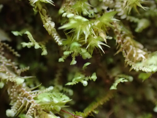 Radula javanica observed 2024-12-16