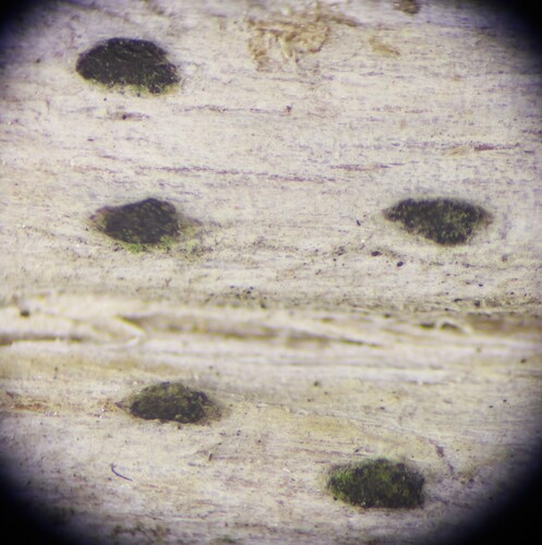 Mycoporum antecellens