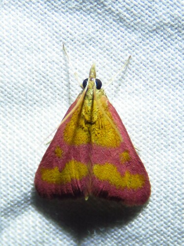 Southern Purple Mint Moth photo 4