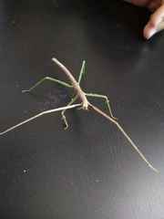 Bacillidae