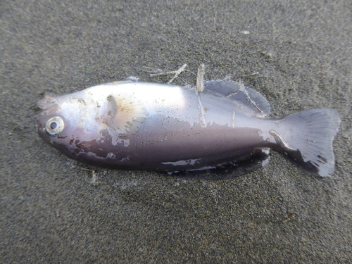 Brown rudderfish (Icichthys lockingtoni) — Centrolophidae — 2