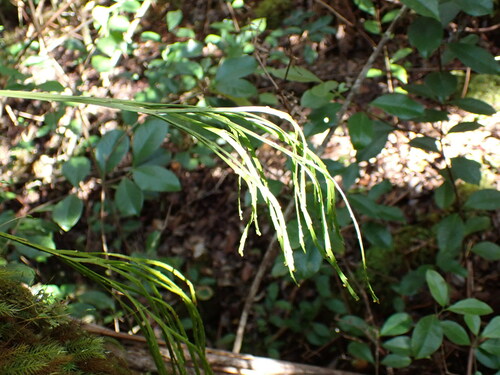 Image of Flat Fork Fern (Psilotum complanatum) by no rights reserved