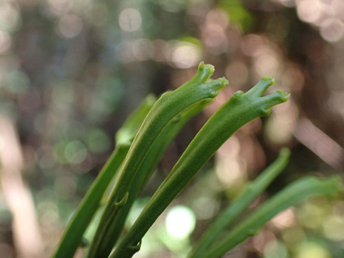 Image of Flat Fork Fern (Psilotum complanatum) by no rights reserved