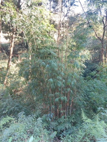 blue bamboo (Himalayacalamus hookerianus)