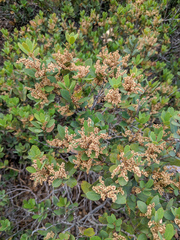 Quercus vacciniifolia