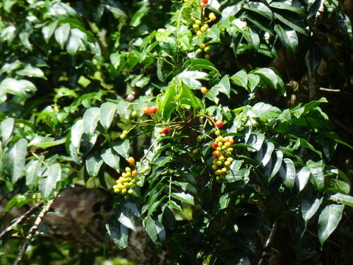 Daintree Hickory (Ganophyllum falcatum)